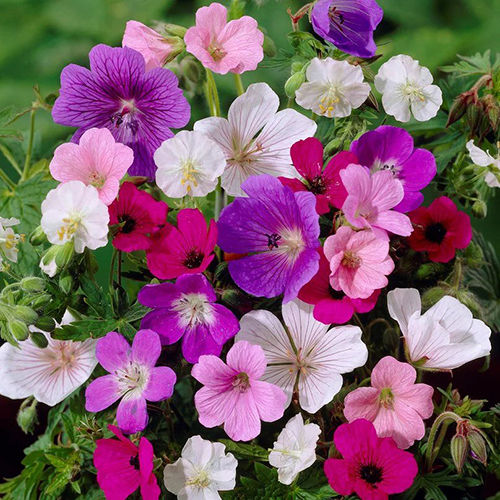 White Mixed Color Geranium Bare Root Plants