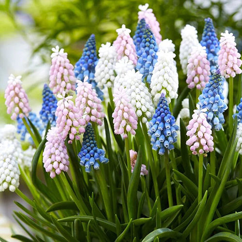 Colorful Grape Hyacinth Flower Bulbs