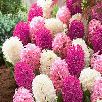 Pastel Pink-Hot Pink And White Hyacinth Flower Bulbs