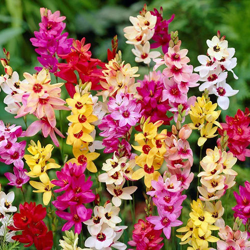 Bright Jewel Toned Ixia Flower Bulbs