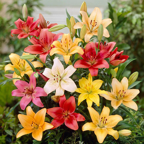 Asiatic Lily Mix Flower Bulbs