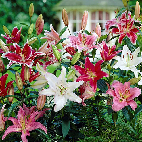 Mixed Colors Fragrant Oriental Lily Flower Bulbs