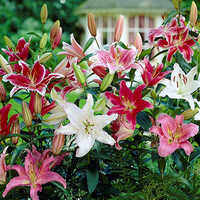 Mixed Colors Fragrant Oriental Lily Flower Bulbs