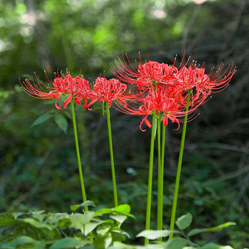 Red Spider Lily Flower Bulbs Size: Customized