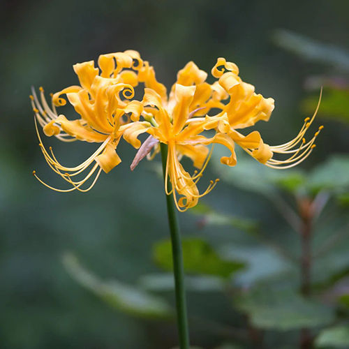 Yellow Spider Lily Flower Bulbs