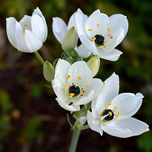 White And Black Ornithogalum Flower Bulbs