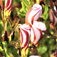 Multicolor Oxalis Versicolor Grand Duchess Flower Bulbs