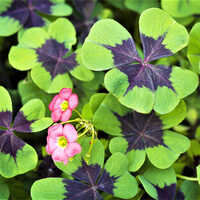 Oxalis Iron Cross Good Luck Shamrock Plant Flower Bulbs