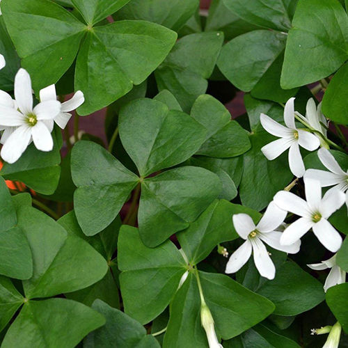 Pink Oxalis Regnellii Flower Bulbs