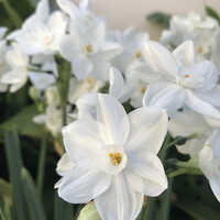 17 Plus CM Narcissus Ziva Paperwhite Flower Bulbs