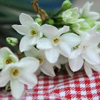 17 Plus CM Narcissus Nir Paperwhite Flower Bulbs