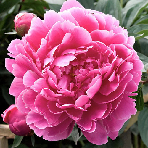 Pink Peony Flower Bulbs Size: Customized