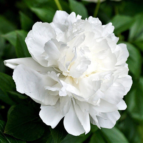 White Peony Flower Bulbs