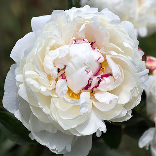 White Peony Flower Bulbs Size: Customized