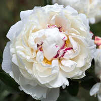 White Peony Flower Bulbs