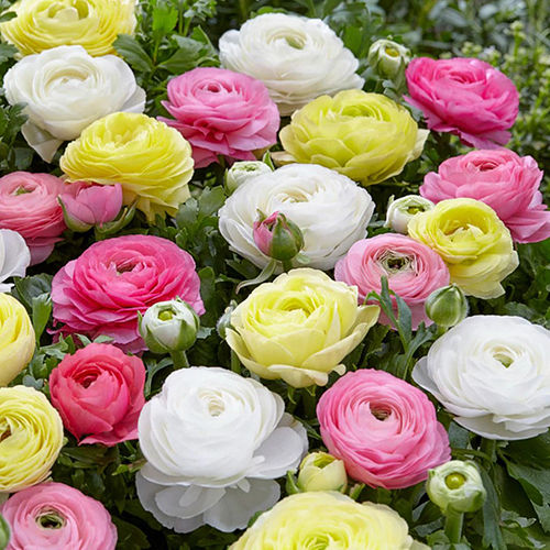 Tecolote Ranunculus Pastel Mix Flower Bulbs