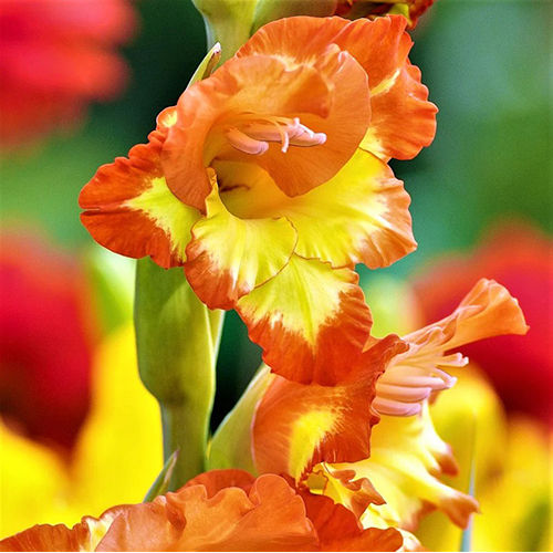 Red Orange And Yellow Gladiolus Las Vegas Flower Bulbs