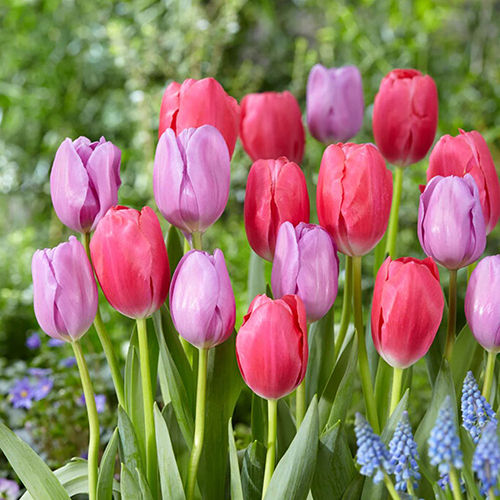 Lovely Mixed Color Tulip Flower Bulbs