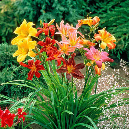 Purple Daylily Bareroots Flower Bulbs