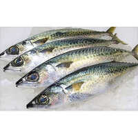 Mackerel Fish