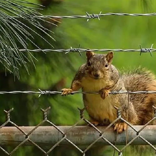 Barbed Wire