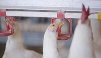 Poultry Drinking System - Steel Material, Custom Sizes Available, Various Color Options - Semi-automatic Drinker For Easy Water Access