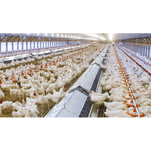 Poultry Feeding System