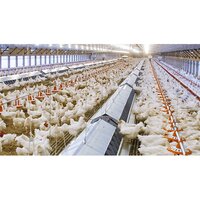 Poultry Feeding System