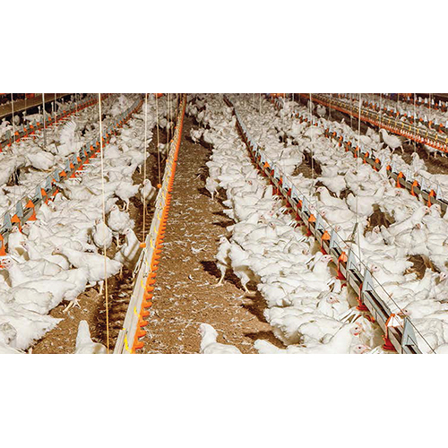 Poultry Breeders Feeding System