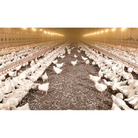 Poultry Breeders Feeding System