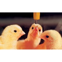 Poultry Drinking System