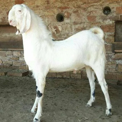 Sirohi Male Kurbani Goat