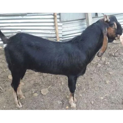 Different Available Male Kota Goat