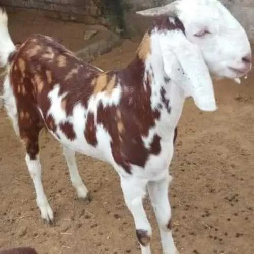 Gujri Female Goat