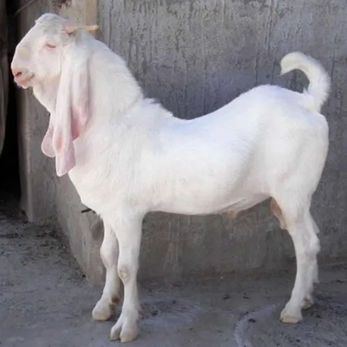 White Sojat Male Goat