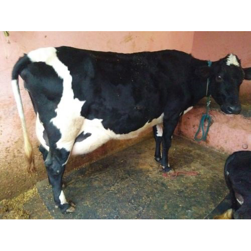 Black And White HF Cow