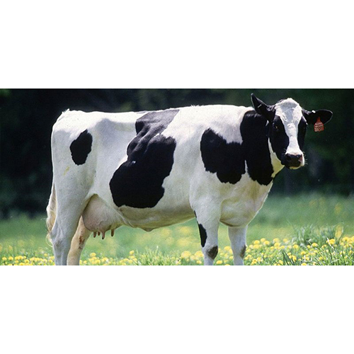 Indian HF Cow