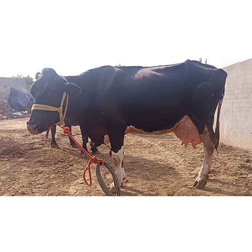 Milking HF Cow