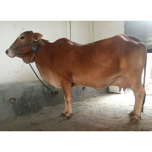 Milking Sahiwal Cow