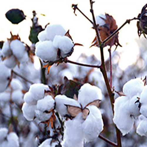 Cotton For Garments