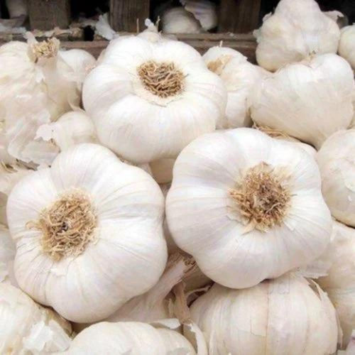 Organic Fresh Garlic Shelf Life: 12 Months