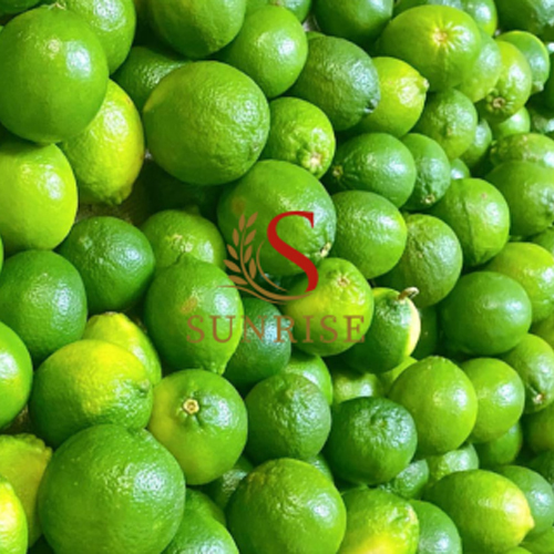 Green Viet Nam Fresh Seedless Lime