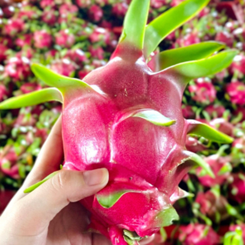Organic Viet Nam Dragon Fruit