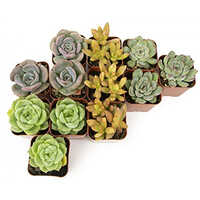 Live Plants Succulent