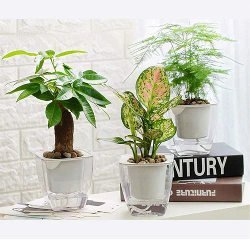 Indoor Self Watering Planters