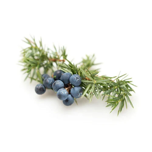 Juniper Berry Oil