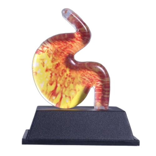 Paper Weight Stomach Shape