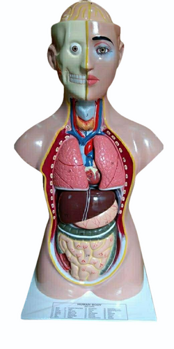 HUMAN BODY TORSO MODEL