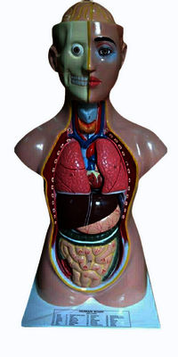 HUMAN BODY TORSO MODEL