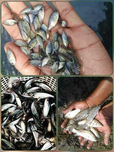 IMC Fish seed
